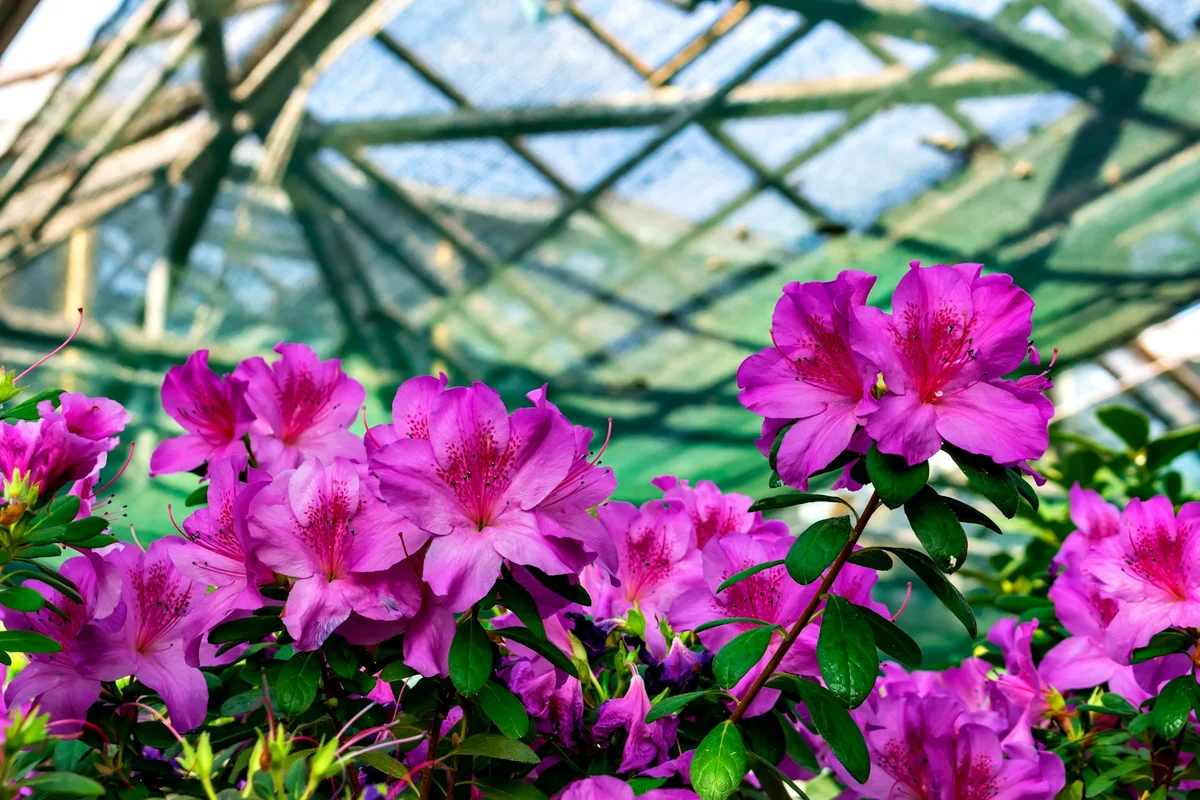 Ragam Dekorasi Bunga Hidup dalam Ruangan