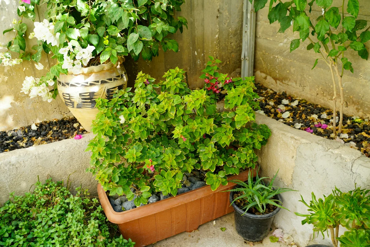 6 Tips Mudah Merombak Halaman Belakang