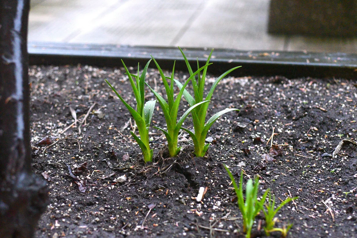 Tips Menyulap Lahan Sempit Menjadi Taman Tropical